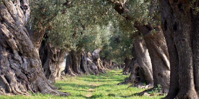  Conferenza stampa Progetto organico di rigenerazione del paesaggio rurale salentino